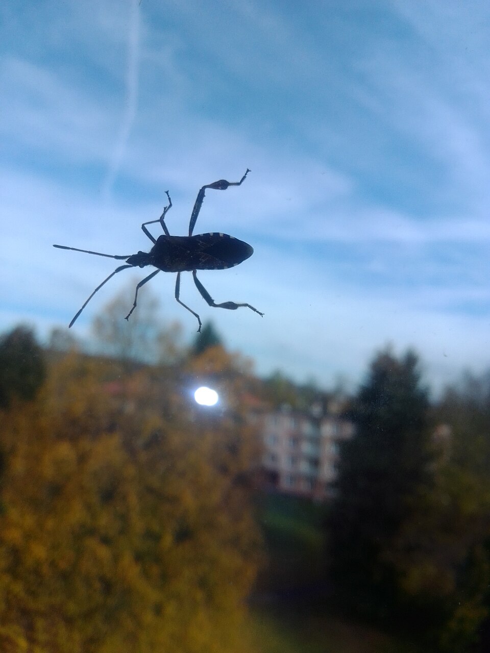 Wtyk amerykański – ile żyje ten inwazyjny pluskwiak i co warto wiedzieć o jego cyklu życia?