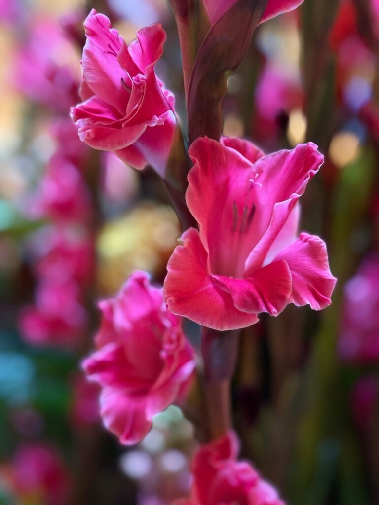 gladiole kwiaty