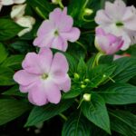 flowers, impatiens, green leaves