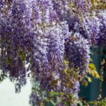 tree, plant, wisteria